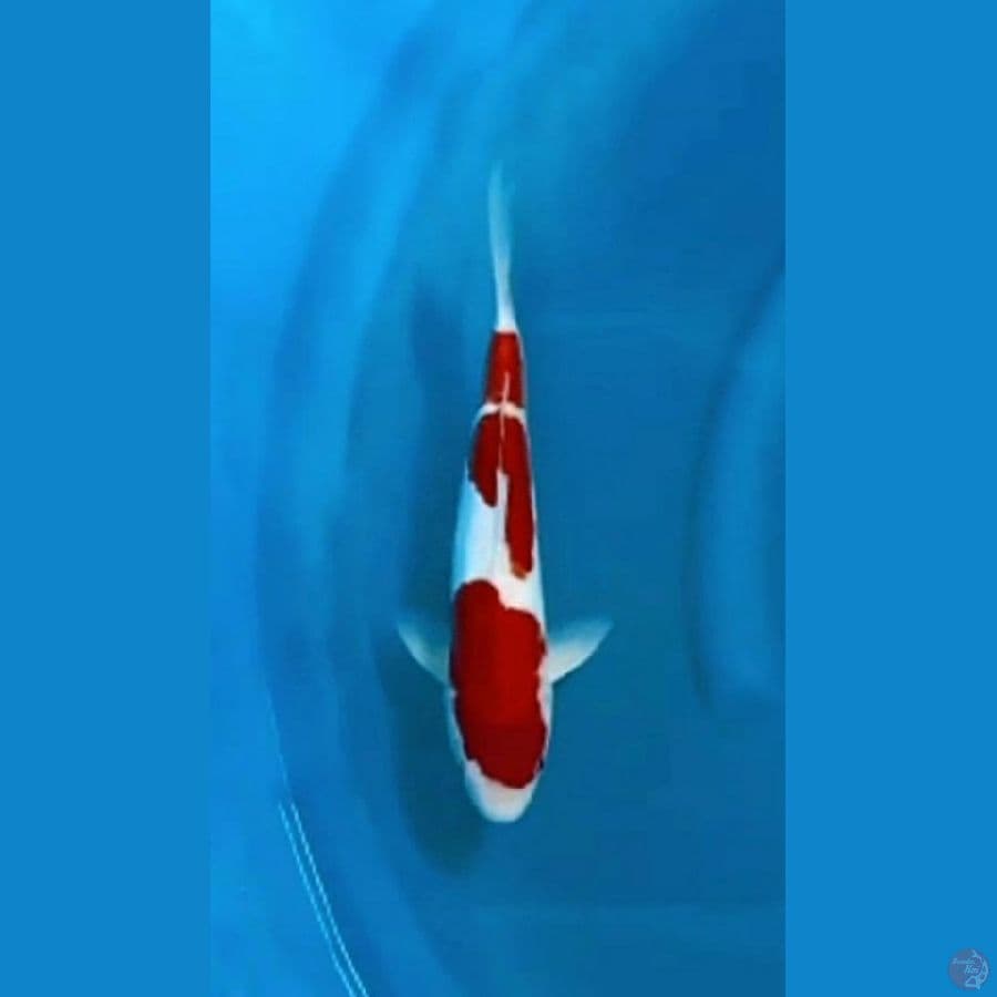 OB Nol Kohaku Minimalis Doitsu 3step 35bu