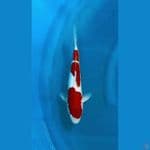 OB Nol Kohaku Minimalis Doitsu 3step 35bu 