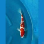 Obral OB Nol Kohaku 4step Pattern Istimewa 35bu