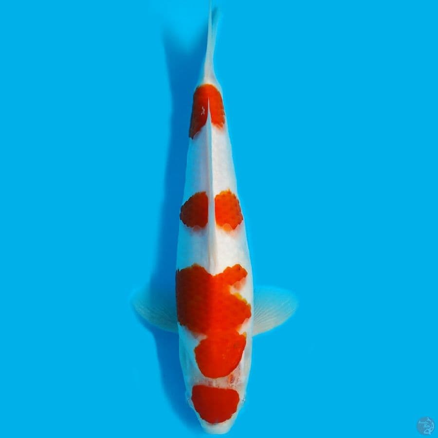 Kohaku maruten 31cm