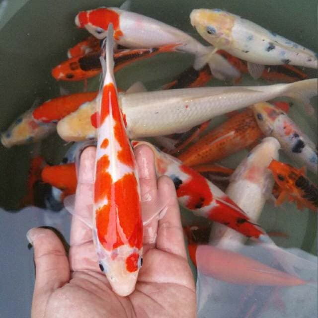 Kohaku F1