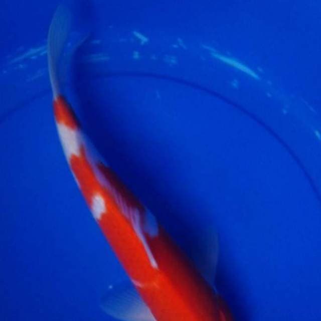 KOHAKU, panjang 34cm