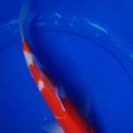 KOHAKU, panjang 34cm
