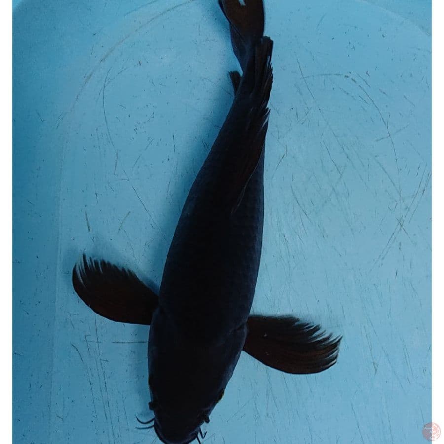 JUMBO KARASU KUMPAY 40 CM