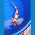 kohaku sakura 60cm