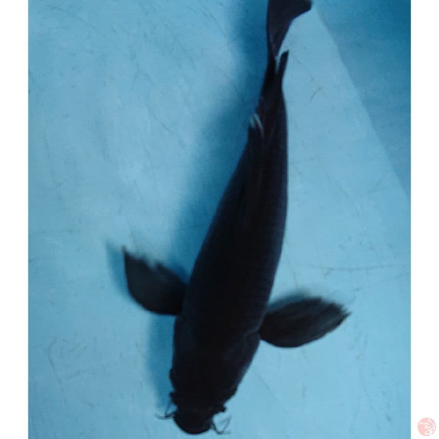 JUMBO KARASU KUMPAY 40 CM