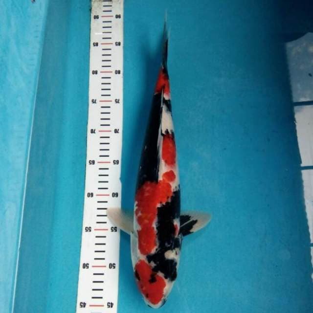 Showa jantan 43cm