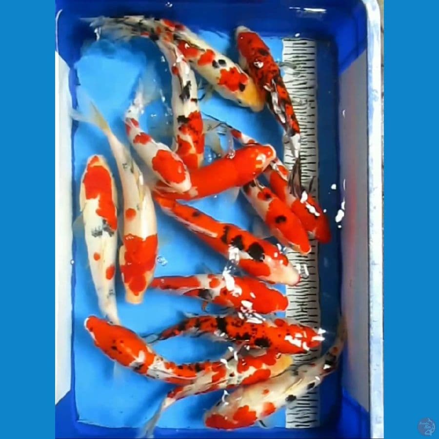 PAKET SANKE 15 EKOR