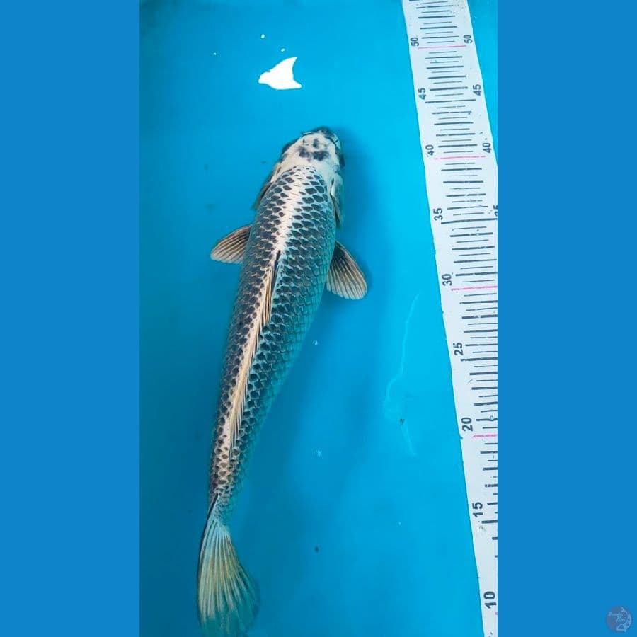 gin matsuba 33cm male