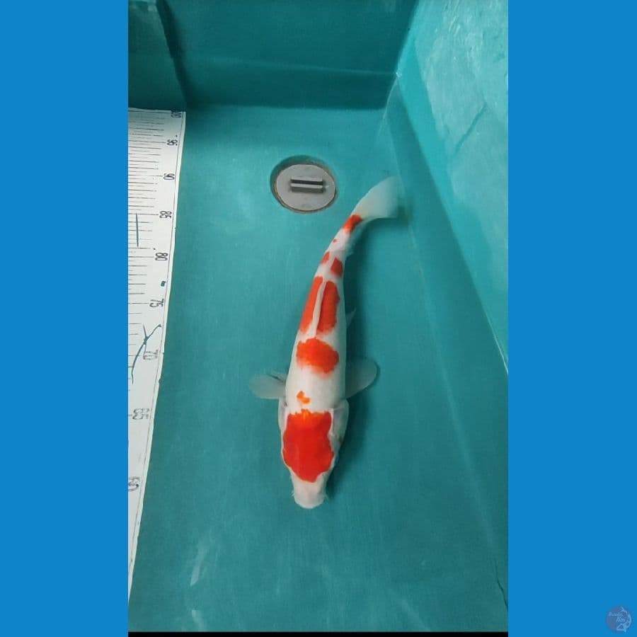 kohaku 32cm original