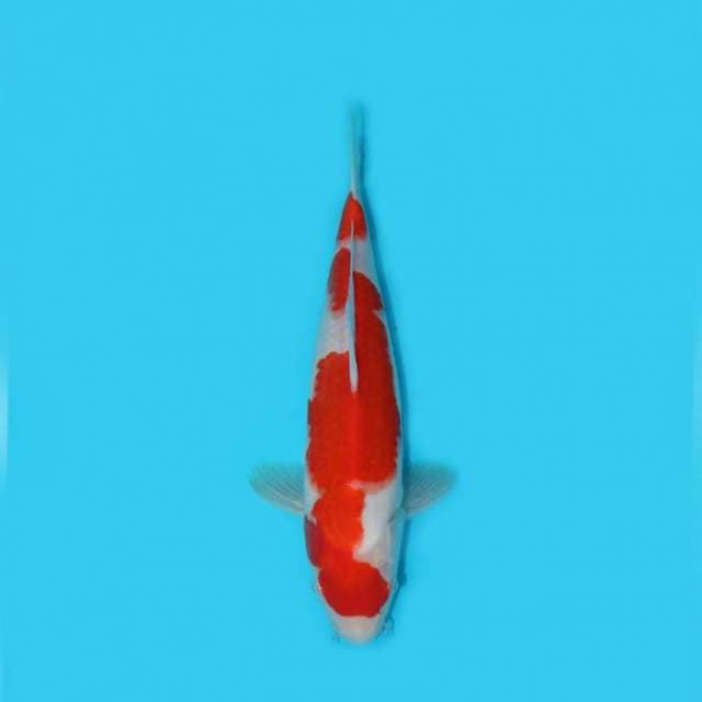 YG_KOHAKU_28 CM ORIGINAL
