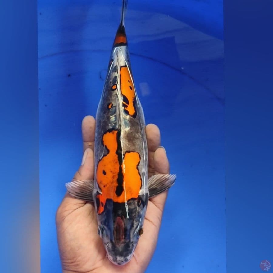 BENIKIKO 31cm