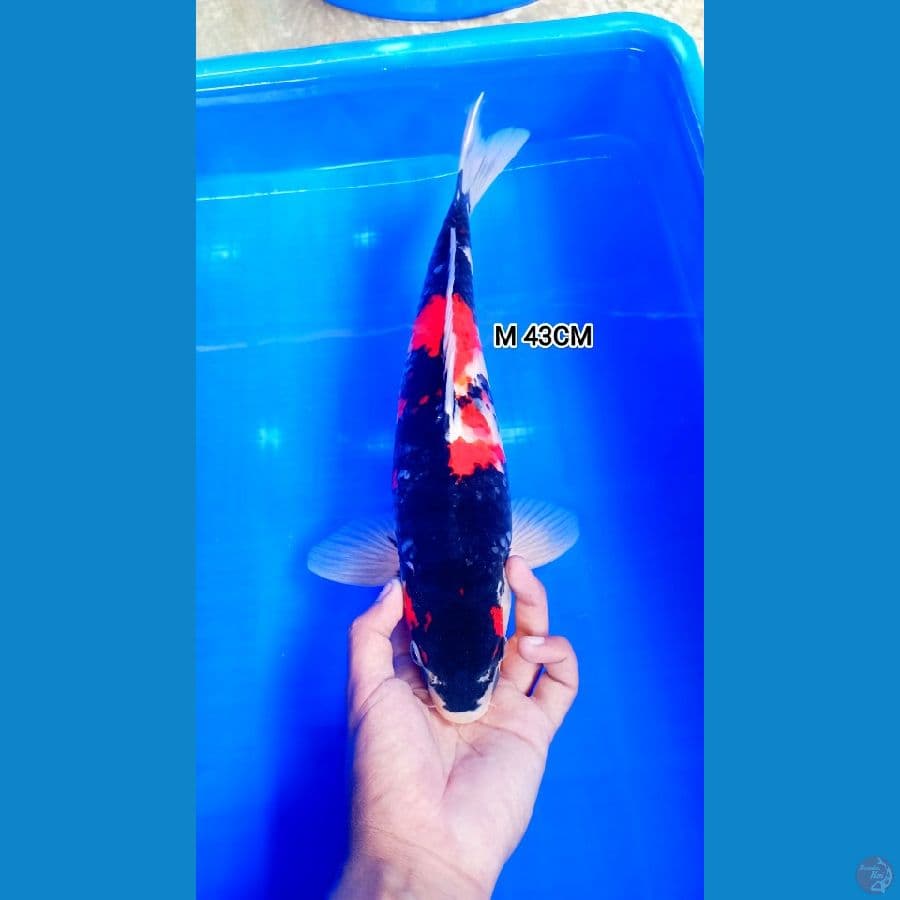 M 44Cm