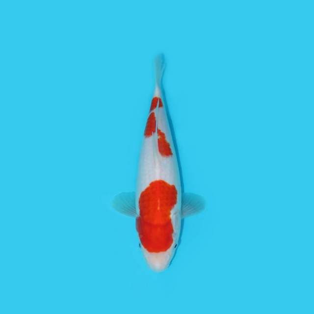 YG_KOHAKU_27 CM
