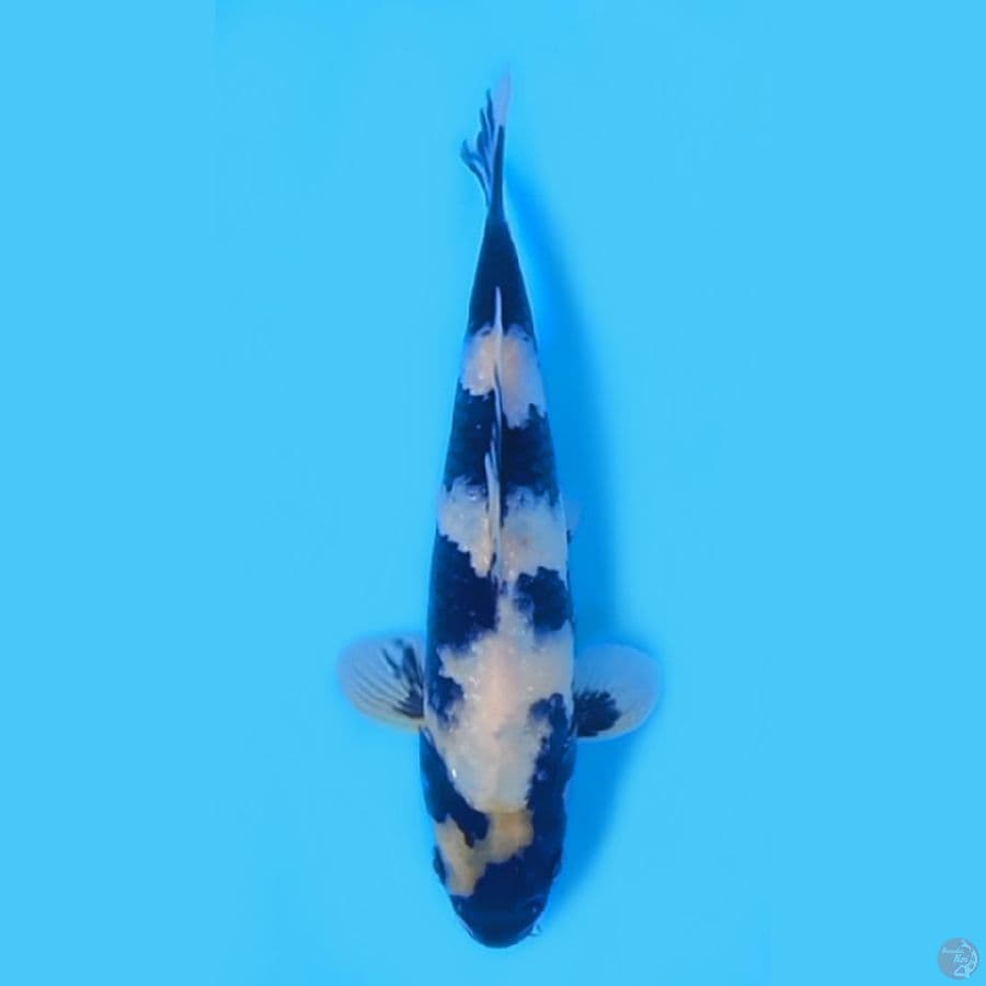 SHIRO 23CM - MALE 