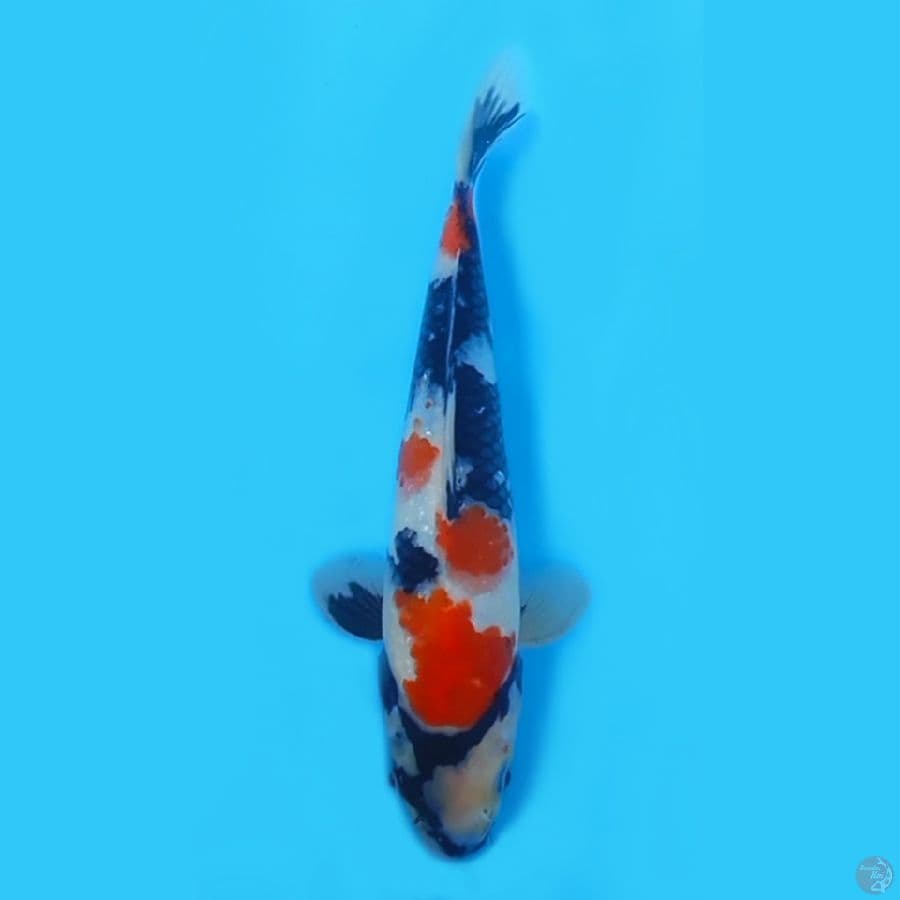 SHOWA 23CM - FEEMALE
