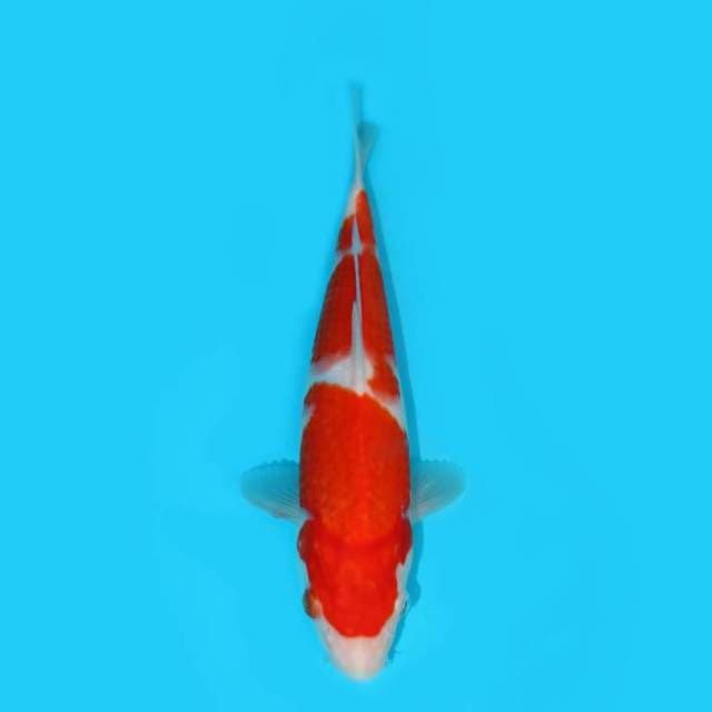YG_KOHAKU 2 STEP_25 CM