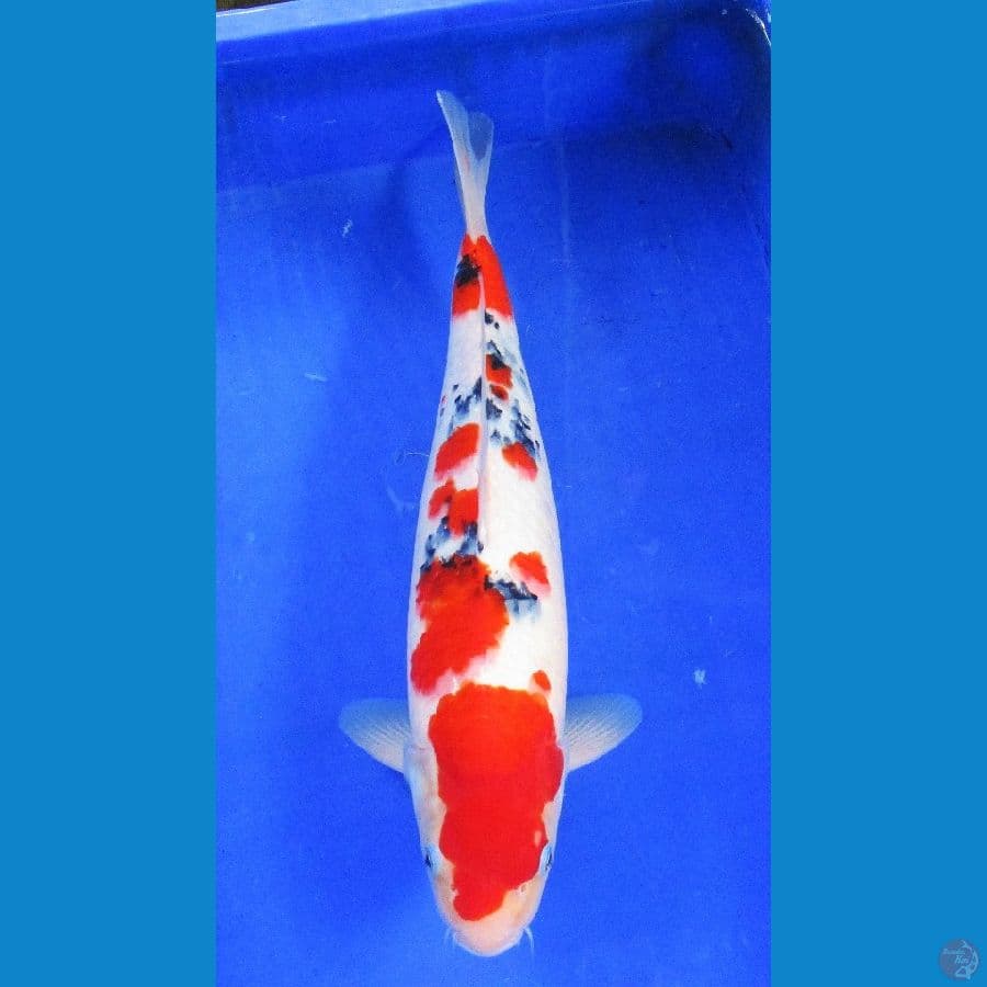 sanke ±40cm jantan