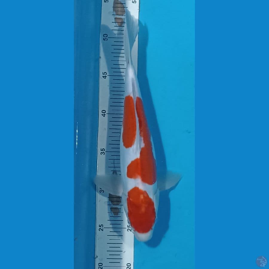 KOHAKU DOITSU 29cm