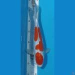 KOHAKU DOITSU 29cm