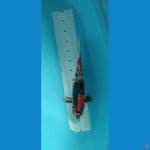 showa jantan 40cm