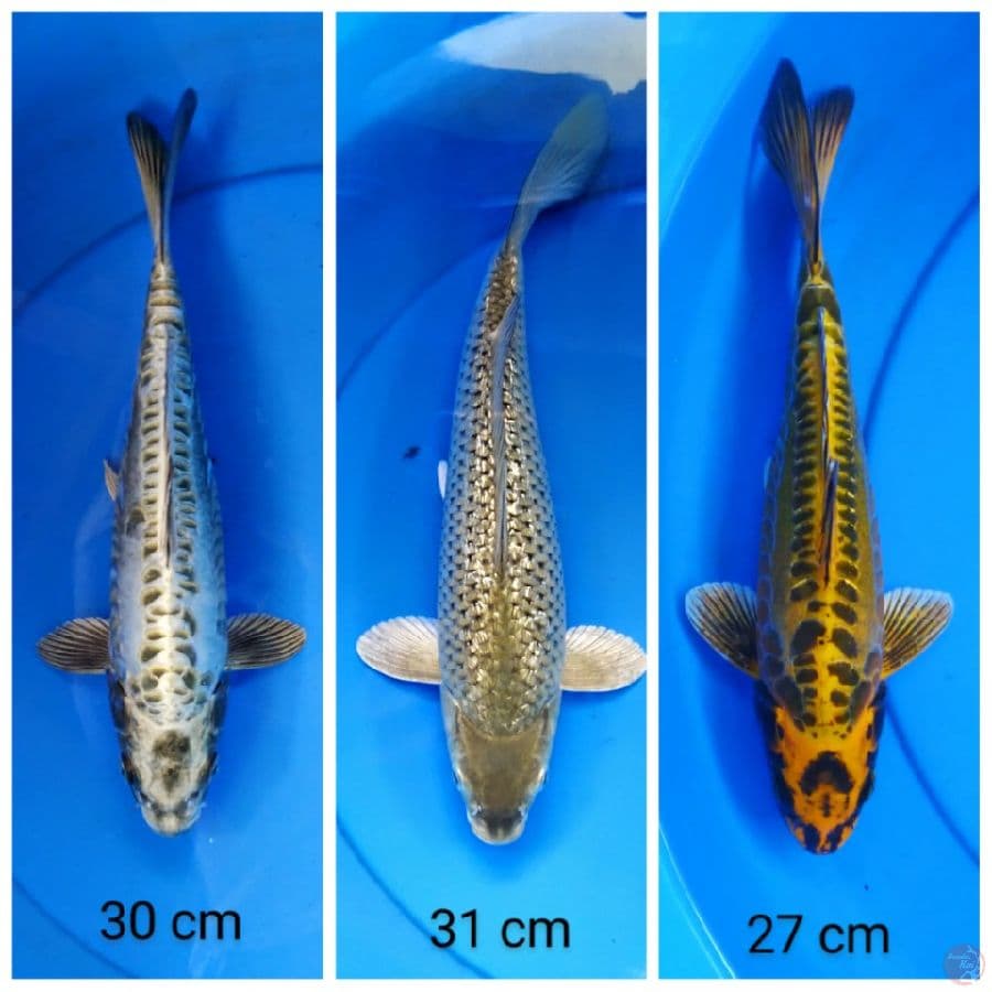 mix 27-31 cm