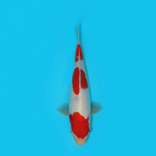 YG_KOHAKU _25 CM