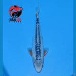 Shusui Male 23cm