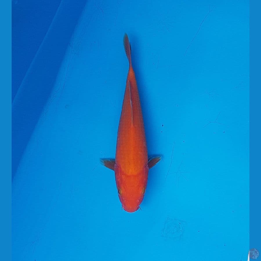 benigoi 17cm