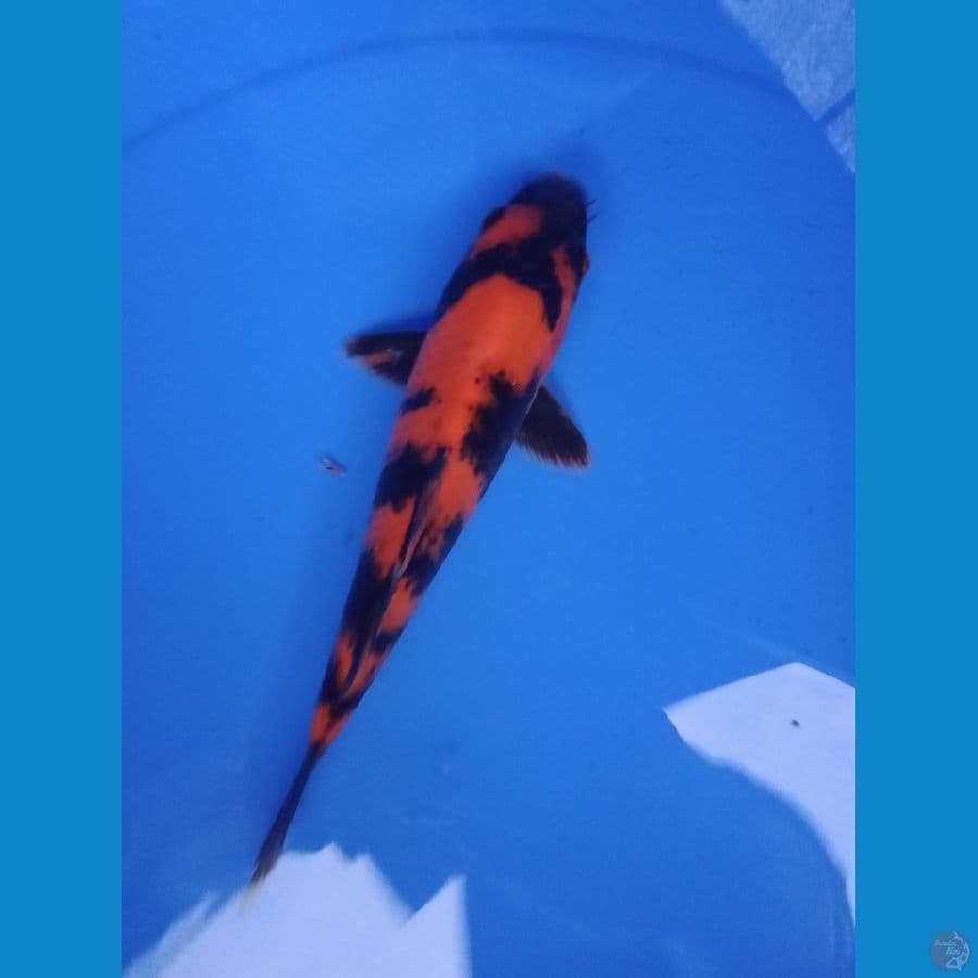 hiutsuri 20cm