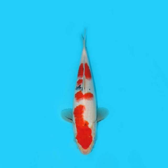 YG_SANKE TATEGOI_27 CM