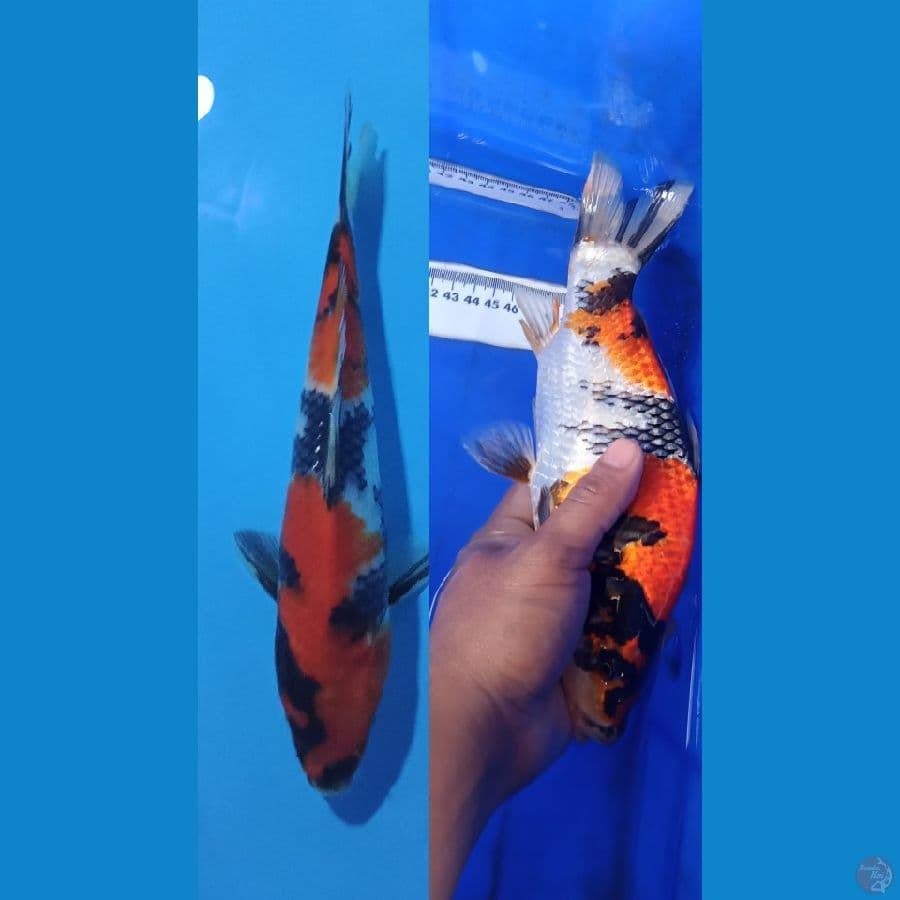showa punuk unta 27cm