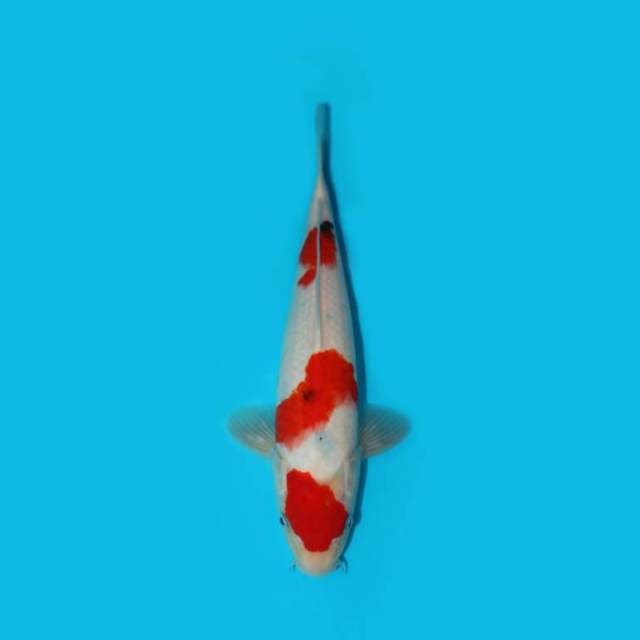 YG_SANKE TATEGOI_29 CM
