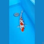 kindaishowa 34 cm 