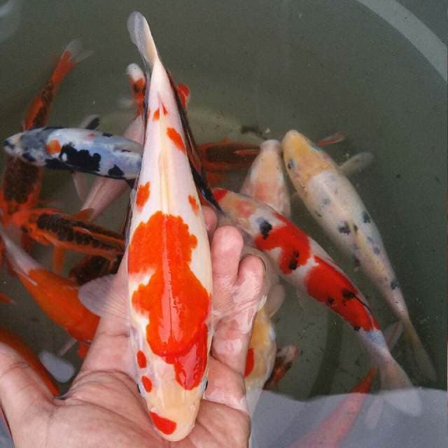 Kohaku F1