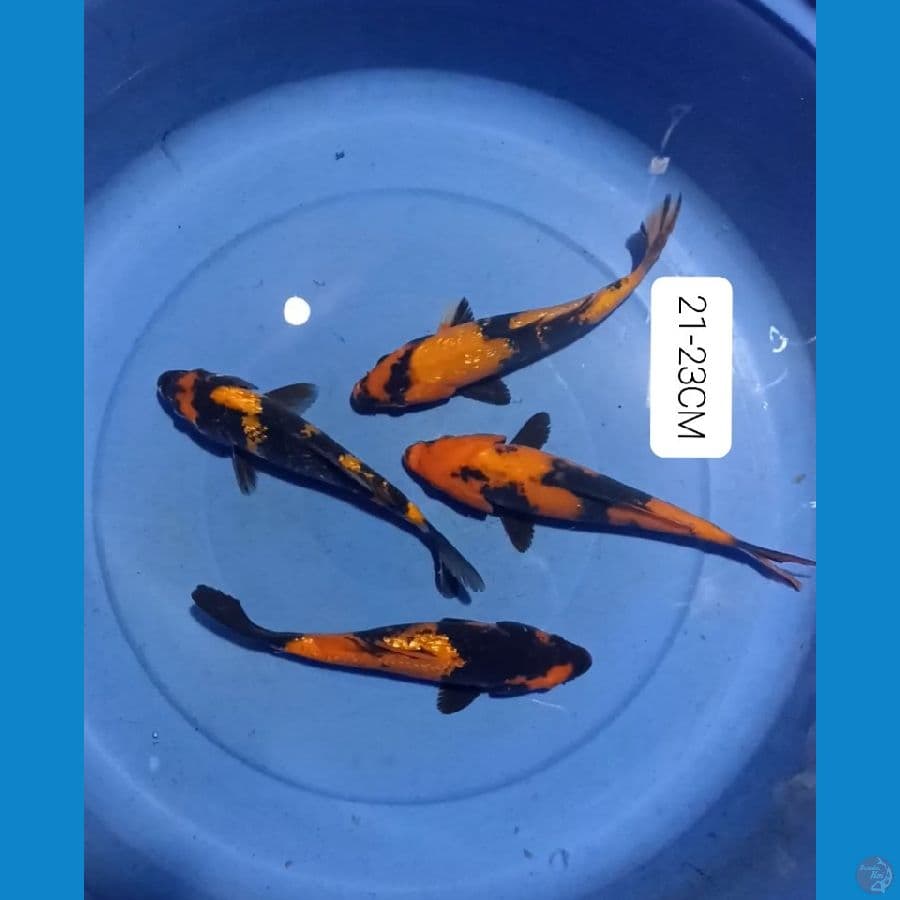Hi Utsuri 21-23CM 4ekor