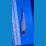 tancho 33Cm