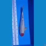 Tancho 39Cm
