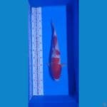 Sanke 40cm