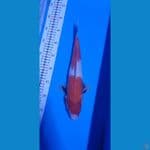 sanke 34cm