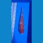 Kohaku 33cm