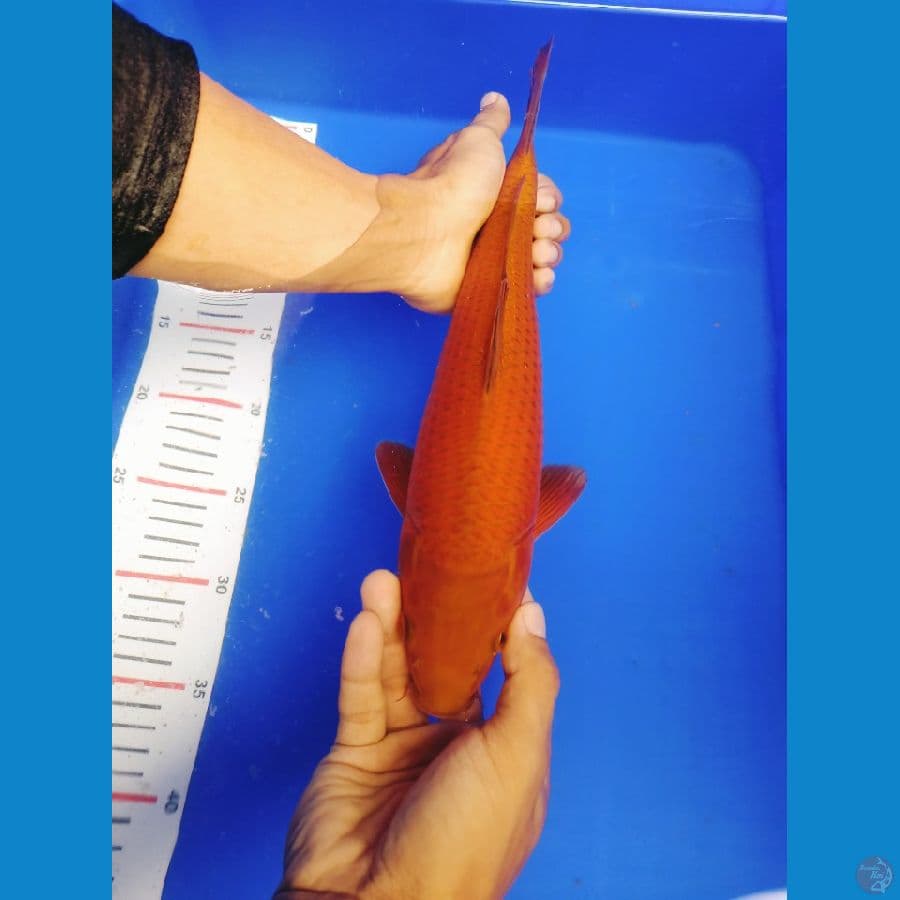 35 CM CAGOI TEMBAGA - MALE