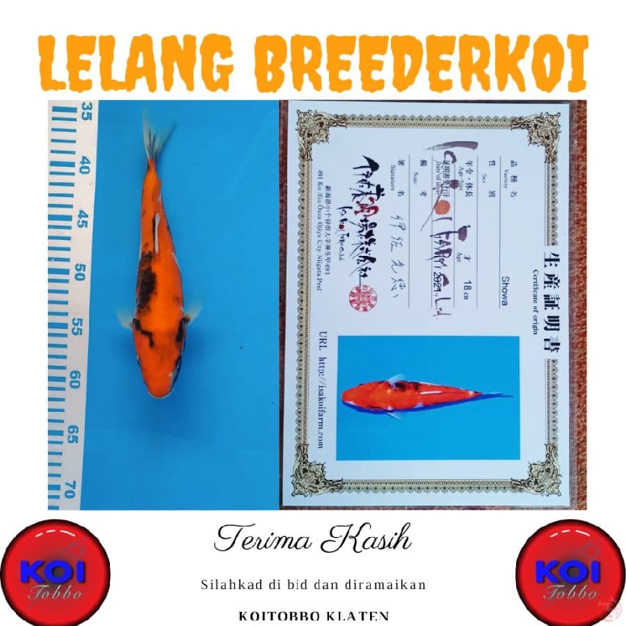 Showa 27cm Import