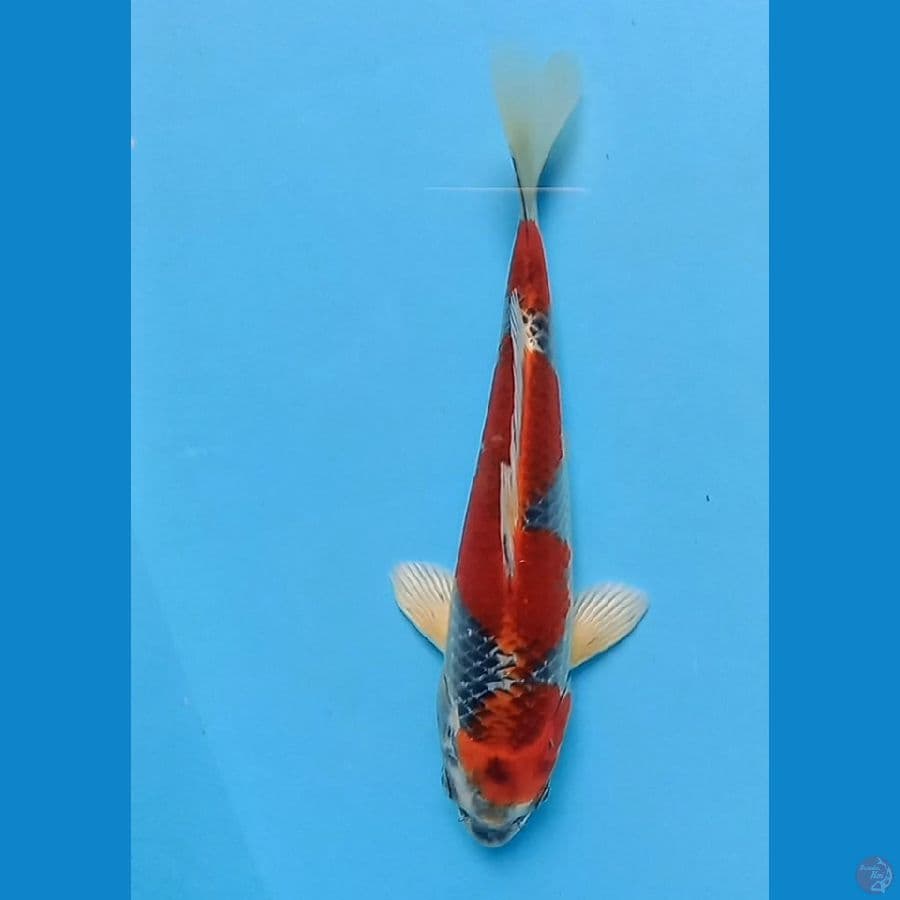 KUJAKU