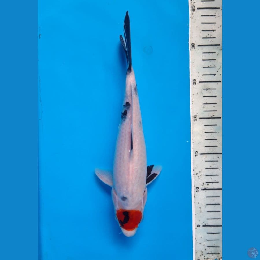 TANCHO SHOWA BAHAN KEEP 27CM/MALE