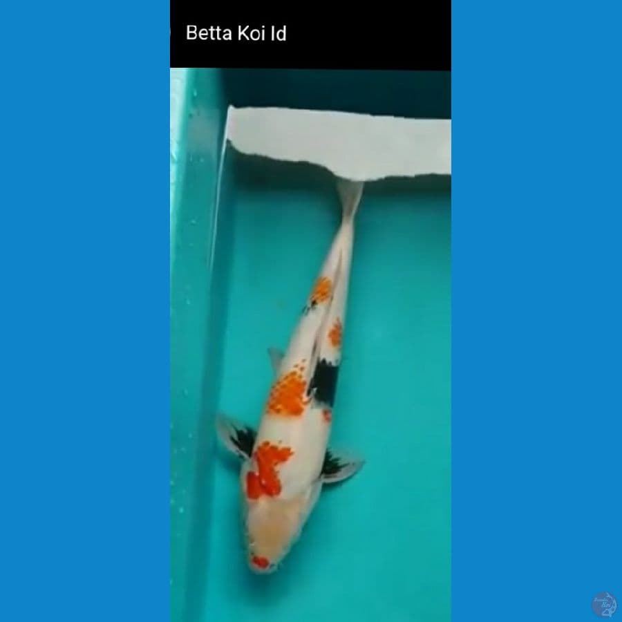 Showa 45cm