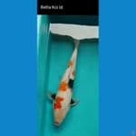 Showa 45cm