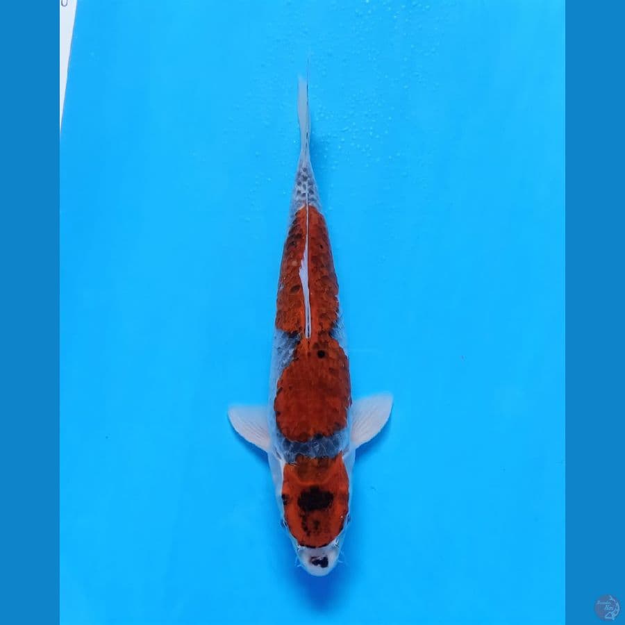 ghosiki 31cm male