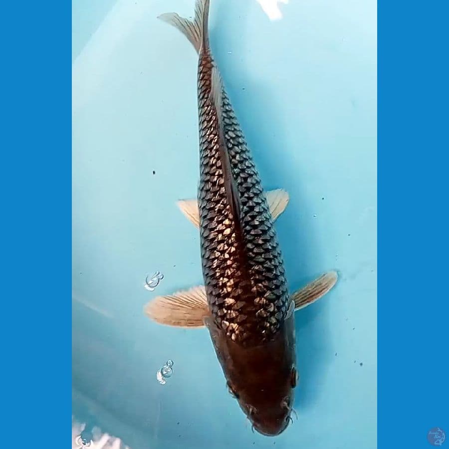 black ginrin padat 33 cm