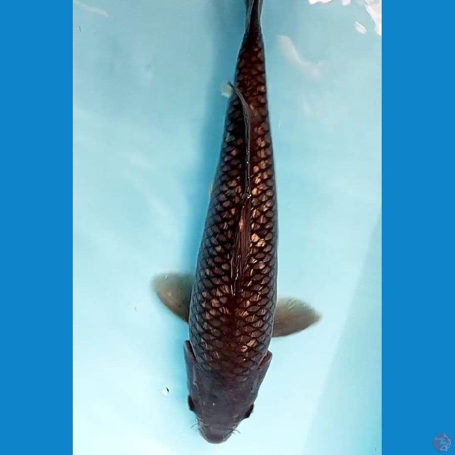 black ginrin 36 cm